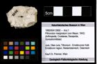 Foto (Objekt + Etiketten) von Pithonoton marginatum (von Meyer, 1842) 